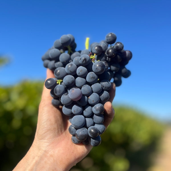 celebrate Grenache today
