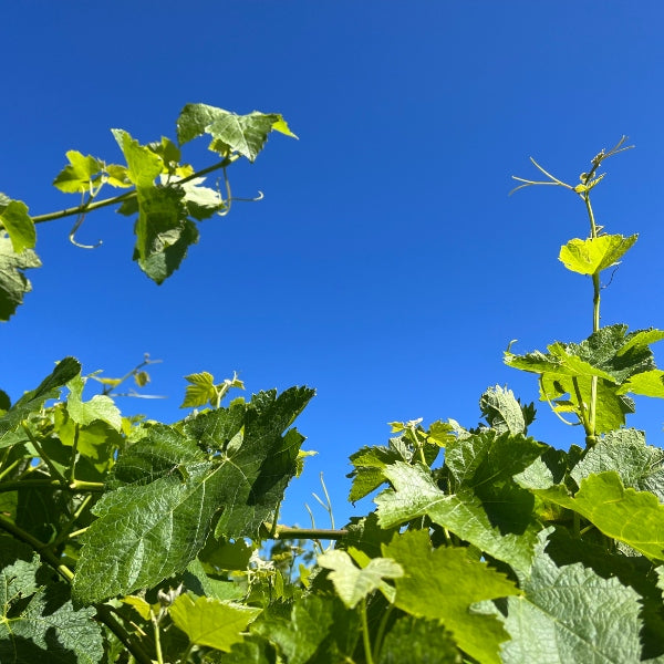 spring vineyard report