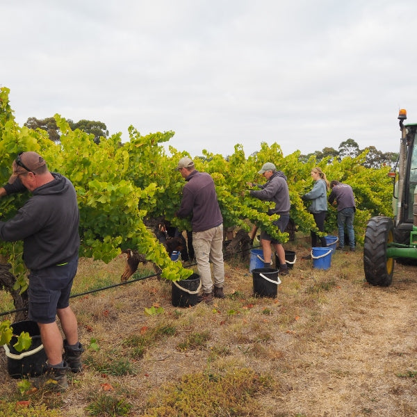 old vine grenache